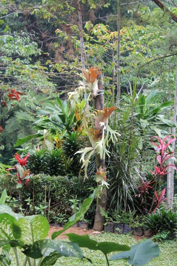 The Forest Villa โบกอร์ ภายนอก รูปภาพ